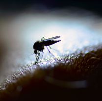 Un estudio de una universidad reveló las 'victimas' preferidas de los mosquitos: "Son estos"