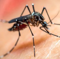 Los 10 mitos y las falsas creencias del dengue que alertó el ministerio de Salud