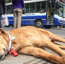 Planes sociales para perros callejeros: El proyecto que abrió una nueva discusión
