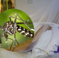 El dengue en Salta no descansa: ya pasaron los 15000 casos en este semestre