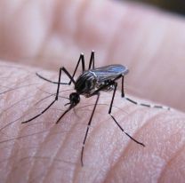 Se confirmó el primer caso de dengue en Salta: este año las cosas podrían ponerse peor