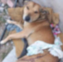 Inseguridad y terror en Bº Sanidad: su perro los defendió de un robo y terminó apuñalado