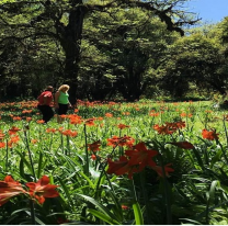 El campo de flores único que apareció cerca de Salta: cómo llegar y visitarlo