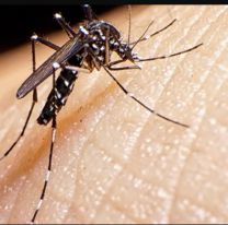 No se registraron nuevos casos de dengue en Salta 