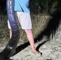 Gritos, corridas y susto: atraparon una serpiente de más de 5 metros de largo