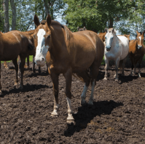 Alerta por la aparición de un peligroso virus en caballos que puede afectar humanos 