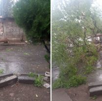 Fuerte tormentón en Salta: se cayó un árbol en medio de la calle [FOTOS]