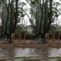 Feroz temporal en Salta: se cayeron ramas gigantes en el parque San Martín