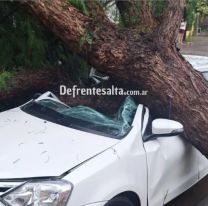 Dejó estacionado el auto, un árbol se derrumbó y lo partió al medio