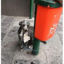Abandonaron a un perrito en el centro de Salta con un triste cartel en su cuello  