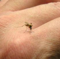 Alerta máxima: confirmaron 427 casos de dengue en Salta