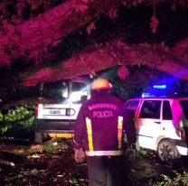 Árbol gigante se desplomó y aplastó dos autos en medio de la tormenta [FOTOS]