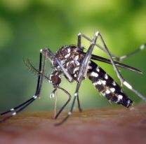 [URGENTE] Primer muerto por coinfección de serotipos de dengue: hay alerta en Salta