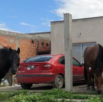 Vecinos salteños denuncian que hay 40 caballos sueltos por el barrio