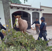 Por qué este caballo suelto en un barrio de Salta causó pánico 
