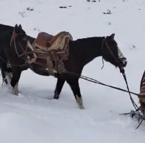 Se perdió un baqueano en medio de la nieve: "Había salido a buscar su caballo"