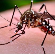 Se conoció quien es la primera salteña con Chikungunya: los síntomas